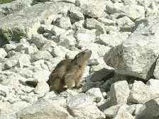 20060710-1121_IM318_marmota (800x600, 92kb)